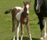 Brynach's foal 'Brechfa Ceridwen'