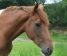jamess-horse-photos-2020-481