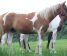 jamess-horse-photos-2020-497